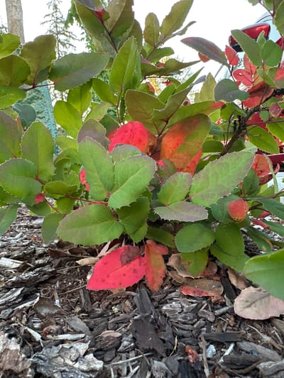 The image shows a close-up view of a plant with leathery, serrated leaves that are predominantly green, with some tinges of red and orange, indicating seasonal change. The plant is situated on the ground, which is covered with a layer of mulch consisting of wood chips and bark. In the background, a portion of a red vehicle is visible, along with some greenery and a light-colored structure. The overall scene suggests an outdoor setting, possibly a garden or a roadside in a residential or commercial area. The specific location in Lynnwood, United States, cannot be determined from the visual information provided in the image.