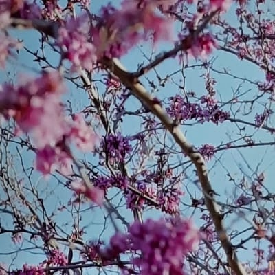 The image is a close-up, slightly out-of-focus shot of flowering tree branches against a bright blue sky. The flowers are a vibrant pink and purple, and they appear in clusters. The branches are thin and dark brown, with some bare twigs visible. The overall impression is of a tree in bloom during springtime. The specific location in Sambir, Ukraine cannot be determined from the image alone.