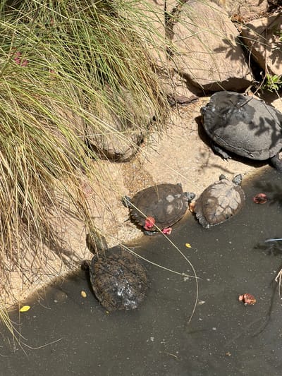 This is a high-angle, sunlit, naturalistic photograph of four turtles in and near a murky body of water. The environment is rocky with dry, tall grasses growing in the upper left quadrant of the image. Three turtles are partially submerged in the dark water, while one large turtle is on the sandy bank to the upper right. One turtle in the water, on the left, is dark and appears to have some red material attached to its shell. Another turtle, to its right, is lighter brown with a patterned shell and has its head and front legs visible. A third turtle, to the right of that, is also in the water and mostly submerged, with its head and legs visible. The largest turtle, on the bank, is a dark gray color. The water contains small debris and a few yellow leaves. There are no people visible in the image. The scene is likely a natural habitat or an outdoor enclosure. The location in Arona, Spain, is not discernible from the visual evidence.