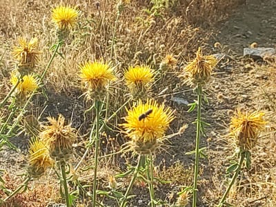 The image shows a close-up of several yellow, thistle-like flowers in a dry, grassy environment. One of the flowers in the foreground has a dark insect, possibly a bee, on its petals. The background consists of dry grass, dirt, and some rocks. The lighting suggests it is daytime. The scene appears to be in a natural outdoor setting, likely in a rural or arid area. The mention of Ledrada, Spain suggests a geographical context for this scene.
