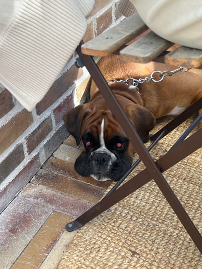 A brindle and white boxer dog is depicted lying on a natural fiber woven rug. The dog's head, featuring a prominent white blaze between its eyes, rests on the rug and faces the viewer, displaying a distinct red-eye effect in both pupils. It wears a metal chain collar with a attached silver-colored leash clip. The dog's body extends partially underneath a dark brown metal chair with wooden slats. To the immediate left of the dog, a section of a cream-colored, ribbed garment, presumably belonging to a person, is visible. The background consists of a wall constructed from red and brown bricks, and the flooring beneath the rug and near the wall is composed of light-colored paving stones arranged in a herringbone pattern. The scene is located in Nyhamnsläge, Sweden.