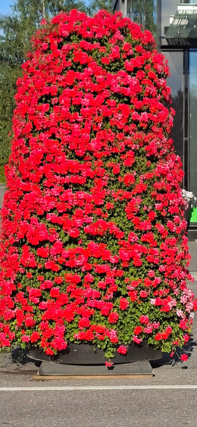 This is a landscape, eye-level shot of a large, lush planter box overflowing with vibrant red flowers. The planter is positioned outdoors, likely in a public space given the adjacent asphalt sidewalk and the hint of a building with glass windows in the background. The flowers, which appear to be geraniums, are densely packed and in full bloom, creating a rich tapestry of red. The greenery of their leaves peeks through the blossoms, adding depth and contrast.

The lighting suggests it's daytime, with sunlight casting shadows on the planter and the surrounding area, indicating a sunny or partly cloudy day. The overall impression is one of abundance and natural beauty. The scene feels serene and well-maintained, suggesting a cultivated urban or suburban environment. There is no visible text within the frame. The planting is likely a deliberate decorative element, possibly in front of a business or a public building in Lahti, Finland, as suggested by the location context. The image is rotated 90 degrees clockwise.