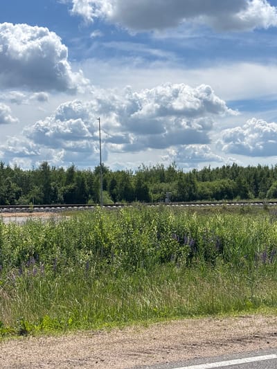 The image depicts a roadside scene on a clear day, with a prominent cloudy sky. In the foreground, there is a gravel shoulder bordering a paved road with a white line. Beyond the road, a dense field of green vegetation, including tall grasses and some purple flowers, stretches across the mid-ground. Behind the vegetation, a railway track runs horizontally across the frame, bordered by a line of dense green trees and foliage that forms a forest line. A tall, slender pole with a light fixture is visible near the railway track on the right side of the image. The sky is filled with large, white, puffy cumulus clouds against a bright blue background. The scene appears to be located in an open, rural area, consistent with the geography of Пекалінскі сельскі Савет, Belarus. There are no people or animals visible in the image.