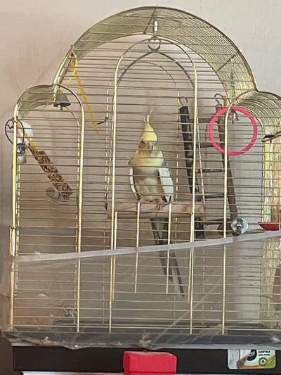 A medium shot captures a cockatiel perched on a wooden dowel inside a golden birdcage. The cockatiel is light-colored with a yellow crest and dark tail feathers. The cage is adorned with various toys: a bell with yellow and red streamers hangs from the top left, a textured bird treat stick is secured on the left, and a pink ring is suspended on the right. A small red dish is visible on the right side of the cage. The cage is situated in a dimly lit room, with a light-colored wall in the background. The bottom of the cage is covered with a translucent material, and debris is visible beneath it. A red object, possibly a box, is placed in the foreground below the cage. The scene does not provide any specific location within the city of Yelets, Russia.