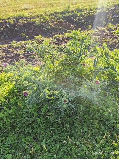 A low-angle shot captures a patch of thistles in bloom, interspersed with low-lying green foliage. The plants are bathed in sunlight, with noticeable lens flare in the upper right quadrant. In the background, a strip of dark soil lies between a patch of lush green grass and a section of dry, yellowing grass. The scene appears to be a natural landscape, possibly a roadside or undeveloped area within the city of Balagansk, Russia, given the provided information about the image's context. There are no people or animals visible in the frame. The timestamp "11.07.2026 20:08" is superimposed on the bottom right corner of the image.