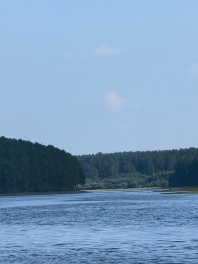 A wide, blue body of water stretches across the foreground, with gentle ripples disturbing its surface. The water reflects the clear, pale blue sky above, which is marked by a few wispy clouds. The middle ground of the image is dominated by a dense, dark green forest that lines the distant shore. The trees are tall and appear to be pines or similar evergreens, creating a thick, unbroken canopy.
The shoreline itself is mostly obscured by the trees, but in a few places, lighter green vegetation and a strip of lighter-colored land are visible. There are no people or man-made objects clearly identifiable in the scene. The overall impression is one of a natural, serene landscape.
The lighting suggests it is daytime, likely late morning or afternoon, given the brightness and the angle of the light. The weather appears calm and fair, with a clear sky. The location appears to be a lake or a wide river surrounded by forest, typical of a natural park or wilderness area. The absence of any specific landmarks makes it difficult to pinpoint an exact location, but the mention of Sysert, Russia, provides geographical context. There is no visible text in the image.