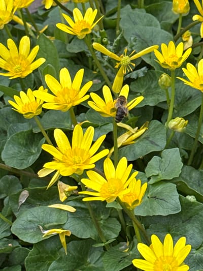 The image displays a close-up, overhead perspective of a dense cluster of flowering plants, identified as *Ficaria verna* (Lesser Celandine), located in Kurganinsk, Russia. The scene is dominated by numerous bright yellow flowers, each featuring multiple petals radiating from a central yellow reproductive structure. The flowers exhibit varying stages of development, from fully open blossoms to tightly closed buds. The foliage consists of dark green, somewhat glossy, heart-shaped leaves, forming a continuous ground cover. A single dark-bodied bee is positioned on the central part of a prominent yellow flower in the upper-middle-right section of the frame. Several detached yellow petals are visible resting on the green leaves. The lighting indicates an outdoor environment under natural illumination.