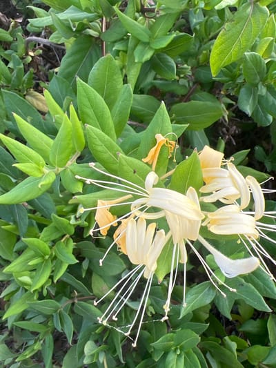 A close-up shot captures a cluster of delicate, trumpet-shaped honeysuckle flowers in shades of pale yellow and cream, with long, slender white stamens extending outward. The flowers are nestled amongst vibrant green leaves and foliage. The background is a soft blur of more green leaves and hints of brown earth. The scene suggests a natural, outdoor environment, possibly a garden or park setting in Hof HaCarmel Regional Council, Israel. No people or animals are visible in the image.