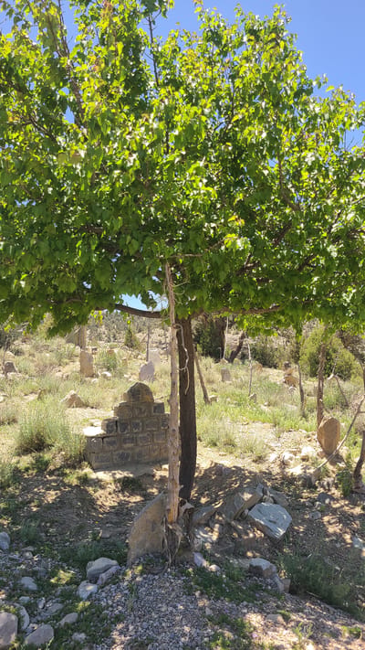 The image shows a rural scene, likely taken in a mountainous region of Ziarat, Pakistan. A mature tree with dense green foliage dominates the left side of the frame, its branches reaching towards a clear blue sky. To the right, the terrain is rocky and sparsely covered with vegetation, including small patches of grass and weeds. A weathered stone structure, possibly a retaining wall or the base of a monument, is visible in the foreground. A tree trunk emerges behind it. The ground is covered with pebbles and loose soil. In the distance, hints of a hillside with scattered trees and shrubs can be seen.