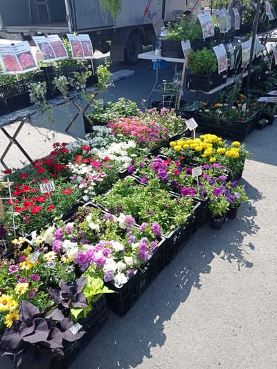 The image depicts an outdoor flower market stall, likely in Degtyarsk, Russia, judging by the cyrillic text on the price tags. A variety of flowering plants are displayed in black plastic crates, arranged on the ground and on tables. The flowers are diverse in color, including red, pink, white, purple, yellow, and orange. Some plants are sold in pots, while others appear to be directly planted in the crates. Several price tags with handwritten numbers and Cyrillic text are visible among the flowers, indicating prices such as "400" and "250". In the background, a portion of a truck is visible, suggesting the market is set up on a street or parking lot. The ground is paved asphalt, and shadows of the plants and structures are cast across it, indicating a sunny day. No people are clearly visible in the image, though parts of a person's arm can be seen in the background near the truck.