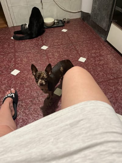 In Voznesensk, Ukraine, a chihuahua dog with merle coloring stands on a tiled floor, looking at the camera. To the left, a person's leg and foot wearing a black Vans flip-flop are visible. In the background, a black cat is sitting with its back to the camera, facing a tray with two bowls, one white and one silver. The room appears to be a kitchen or utility area, with white tiled walls and dark gray granite countertop visible in the background.
