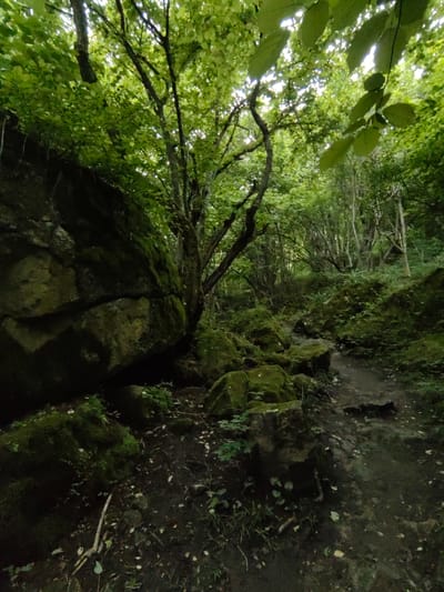 The image depicts a dense, green forest in El'kush, Russia, with a narrow, winding dirt path cutting through it. The path appears well-worn, suggesting it's a frequently used trail. Large, moss-covered boulders are scattered throughout the scene, some appearing to be quite old and weathered. The trees are tall and lush, with a thick canopy of leaves that filters the sunlight, creating dappled light and shadow on the forest floor. The overall atmosphere is serene and natural, evoking a sense of peacefulness and immersion in the wilderness. The time of day appears to be daytime, possibly late morning or early afternoon, given the quality of light. There is no visible text in the image.