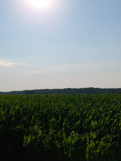 A vertical, eye-level shot captures a vast cornfield under a bright, overcast sky. The sun, a hazy white orb, is positioned in the upper left corner, casting a diffused light that illuminates the scene. The sky transitions from a pale blue near the horizon to a lighter, almost white hue at the top. A thin line of dark green trees forms a distant horizon, separating the sky from the field. The cornfield itself dominates the lower two-thirds of the frame, with tall, vibrant green stalks creating a dense, textured landscape. The leaves of the corn plants are broad and pointed, and their arrangement suggests rows extending into the distance. Subtle variations in light and shadow play across the field, highlighting the individual plants and creating a sense of depth. The image does not contain any people or discernable structures, evoking a sense of rural expanse and agricultural activity.