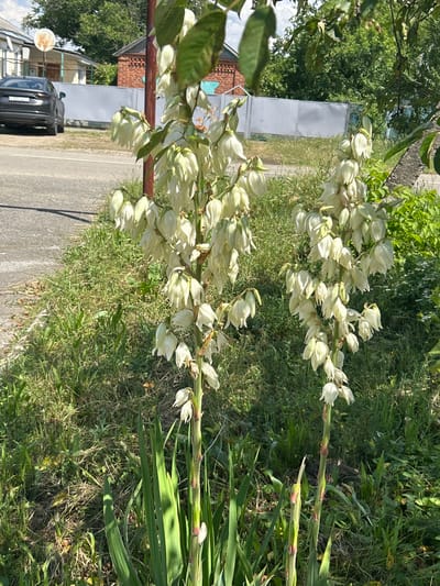This media file is a vertical, outdoor photograph taken in Dondukovskaya, Russia. The scene features several tall, flowering stalks of what appear to be Yucca plants, with numerous white, bell-shaped blossoms cascading down. These plants are positioned in the foreground and middle ground, with their green, sword-like leaves visible at the base.
Behind the Yucca plants, the background reveals a grassy area with some scattered weeds and dry vegetation. Further back, a paved road runs diagonally across the frame. On the left side of the road, a dark-colored car is parked, with its license plate partially visible. Beyond the car, there are buildings, including one with a brick facade and another with white siding and blue trim. Trees and foliage are also present in the background, suggesting a residential or semi-rural setting.
The time of day appears to be daytime, with bright sunlight casting shadows. The weather seems fair. No people are visible in the frame. The overall impression is a natural outdoor scene with man-made elements in the background.