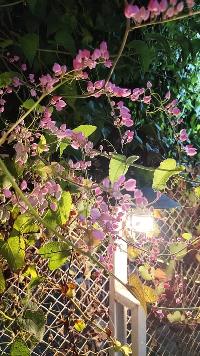 The image depicts a close-up view of a flowering vine with small pink blossoms and green leaves, possibly taken at night. The vine is draped over a white metal fence. A light fixture, possibly a lamp post, is visible behind the vine, casting a warm glow on the scene. The background consists of dark foliage, suggesting an outdoor environment. The location is identified as Keudebayu, Indonesia. There are no people or animals visible in the image. The overall impression is of a tranquil, natural setting illuminated by artificial light.