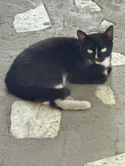 A black and white cat with green eyes lies on a stone-tiled surface. The cat is positioned in the center of the frame, curled on its side with its head slightly raised. Its fur is primarily black, with white markings on its chest, face, and paws. The stone tiles are irregular in shape and color, with a rough texture. The background is out of focus, but appears to be a continuation of the stone tiling.