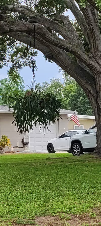 A wide shot shows a white SUV parked in front of a residential garage, with an American flag mounted above the garage. The SUV's wheels are visible, as is part of another white vehicle behind it. In the foreground, a lush green lawn is visible, and a large tree with rough bark extends into the frame from the right side. A hanging plant, likely a staghorn fern, is suspended from a branch of the tree, casting a shadow over the scene. The background consists of a single-story house and a clear sky. The house has a light-colored facade and a white garage door. A small yellow-flowering bush is planted to the left of the garage. The scene appears to be in a suburban neighborhood.