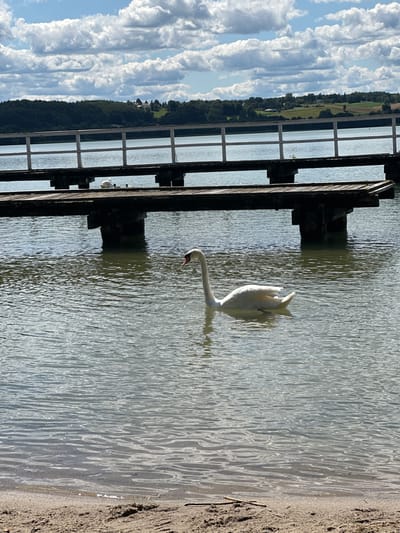 A white swan swims in a body of water, to the right of a wooden pier. The pier is supported by dark pilings and has a white railing. Beyond the pier, a tree-covered hillside is visible with some buildings on top. The sky is blue with scattered white clouds. The foreground shows a sandy beach with some twigs. The image appears to have been taken in Chmielno, Poland, likely on a lake.