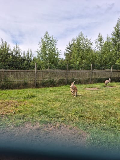 Two kangaroos are visible in a grassy enclosure. The kangaroo on the left is an adult with a joey in its pouch, and it is facing forward. The kangaroo on the right is in motion, appearing to be jumping or running to the right. The enclosure is bordered by a wooden fence with a wire mesh top, and behind the fence, there are trees. The sky is partly cloudy. The image does not contain any information about the city of Nautse, Estonia.