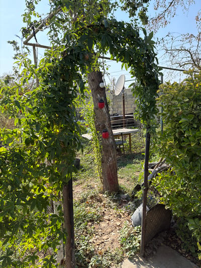 The image depicts a sunlit outdoor scene in the city of Balakənd, Azerbaijan. In the foreground, a thick vine-covered archway made of metal poles and abundant green foliage frames the view. A large tree trunk stands prominently within the arch, its bark visible. Two red ladybug decorations are affixed to the tree, along with a white spherical object. Behind the tree, a satellite dish is mounted on a metal pole, positioned against a low-walled structure. A picnic table with chairs is visible in the background, suggesting an outdoor seating area. Lush green bushes and trees fill the rest of the frame, indicating a natural or garden-like environment. The ground is covered with dry leaves and grass. The sky is clear and blue.