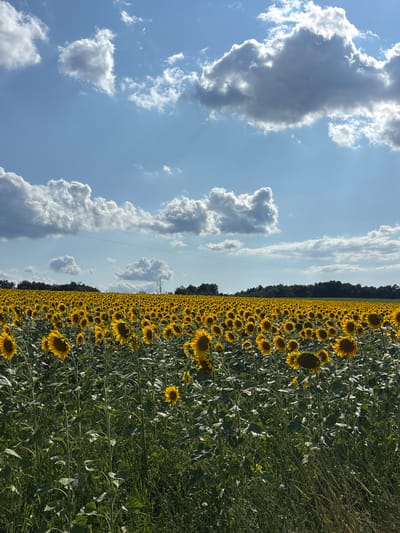 An eye-level, wide shot captures a vast field of sunflowers stretching towards a dense line of trees under a bright, cloudy sky in Velika Jasikova, Serbia. The sunflowers, predominantly facing left and right with some turned towards the viewer, are a vibrant yellow with dark brown centers, their tall green stems and broad leaves filling the majority of the frame. The foreground is a mix of lush green grass and taller, dried grasses. In the background, a dark green treeline forms the horizon, punctuated by a lone, bare tree and a few scattered white structures. Power lines are visible crisscrossing the sky above the treeline. The sky itself is a clear blue, dotted with large, puffy white and grey clouds, some of which are backlit by the sun.