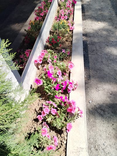 A high-angle, eye-level shot captures a concrete flower bed filled with blooming pink petunias and some yellow flowers. The flower bed is situated next to a dirt pathway where sunlight casts shadows. A portion of a coniferous tree is visible in the foreground, partially obscuring the view of the flower bed. The scene appears to be outdoors in an urban setting, possibly in Salar, Uzbekistan, based on the contextual information provided. There are no people or animals present in the image.
