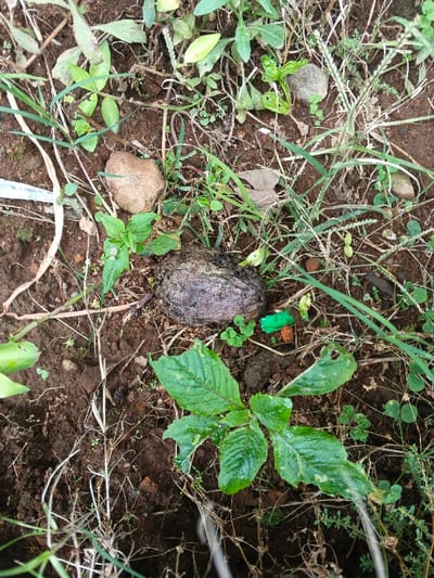 The image presents a downward, close-up view of the ground in Clacuc, Timor-Leste. The scene features dark brown soil sparsely covered with a mix of green vegetation, dry grasses, and small rocks. Centrally located is a dark, weathered, roughly oval object, consistent with a coconut husk, approximately 12 cm long and 7 cm wide, appearing partially embedded in the earth. To the immediate lower right of this object, a small, bright green plastic fragment and a smaller orange fragment are visible. To the lower left, a vibrant green plant with multiple broad, somewhat tattered leaves, approximately 15 cm in height, stands out. Several small, light brown rocks are scattered across the scene, particularly in the upper left and upper right quadrants. Various types of sparse green grass and dried plant stalks are intermingled throughout the frame, with a pale white, thin object, possibly plastic or paper, visible along the far-left edge. No individuals or animals are present, and no active interactions are depicted.