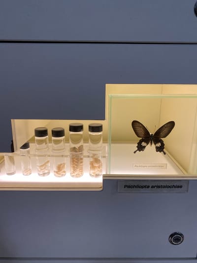 An open cabinet displays insect specimens. The top section houses a mounted Pachliopta aristolochiae butterfly. Below, vials containing preserved specimens are arranged in rows. The cabinet is gray, featuring a lock. This image was taken at the Konya Tropical Butterfly Garden in Konya, Turkey.