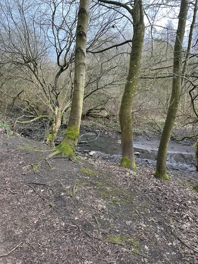The image shows a muddy forest floor in an area near Dunfermline, United Kingdom. Three trees lie horizontally across the frame from left to right. The trunks are light gray with patches of green moss. The trees are bare of leaves, though some small buds are visible. In the background, more trees with bare branches fill the scene. A muddy trench runs parallel to the trees on the right side of the frame. The ground is covered in dead leaves, twigs, and exposed roots. The sky is overcast and lightly visible between the bare branches. No people are visible.