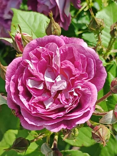 A close-up photograph taken in Maiaky, Ukraine, depicts a fully bloomed, large rose flower predominantly positioned in the center. The rose exhibits numerous layered petals, displaying a vibrant magenta-pink hue with distinct lighter, near-white, accents on the inner petals. Surrounding the primary bloom are several rosebuds in various developmental stages; some are tightly closed, while others show emerging pink coloration. The background consists of blurred green foliage and hints of other purple-toned floral elements, indicating an outdoor, natural setting under clear illumination. No human subjects or discernible actions are present.