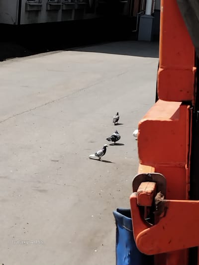 A grey asphalt surface is visible in the foreground and midground of the image, with a faint crack running across it. In the midground, four pigeons are present: one in the far distance facing away from the camera, one in the middle distance facing towards the left, and two in the near distance, one facing right and the other facing left. In the far right of the image, a large orange structure, possibly part of a vehicle or equipment, dominates the frame. The background shows a dark, shadowed area with faint details of a building structure. The lower left corner of the image displays the text "Galaxy A05s".