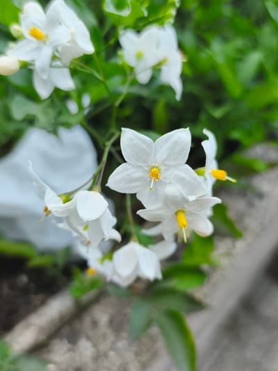 The image displays a cluster of small, white, star-shaped flowers with bright yellow centers. The flowers are in various stages of bloom, with some fully open and others still in bud. They are arranged on thin green stems, with out-of-focus green foliage providing a backdrop. In the lower part of the image, a blurred gray concrete or stone structure is visible, possibly a planter or a pathway edge. The scene appears to be outdoors, with natural light illuminating the flowers. The image is not specific to Triberg im Schwarzwald, Germany, and there are no discernible landmarks or contextual clues to indicate this location. No people, actions, or interactions are depicted.