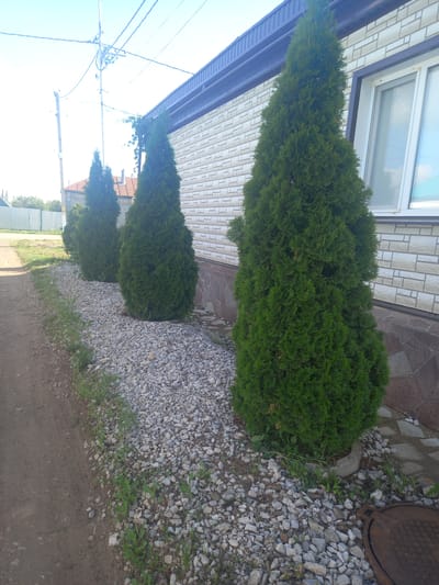 The image shows a residential building exterior in Sterlibashevo, Russia, with a row of manicured green coniferous trees planted along a gravel-lined pathway next to a dirt road. The building has light-colored brickwork with darker trim and a white window. Overhead, power lines stretch across a bright, partly cloudy sky. A metal manhole cover is visible on the ground in the lower right corner. There are no people in the image.