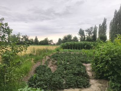 This is a full outdoor, ground-level shot of a garden with various crops, located in Temen-Su, Kyrgyzstan. The scene is overcast with a soft, diffused light. In the foreground, there are rows of dense, green strawberry plants. To the right of the strawberry patch, there is a row of tall, bushy green plants, possibly raspberry bushes, supported by wooden stakes. A dirt path runs between the strawberry plants and the taller bushes. In the middle ground, there are more rows of plants, including what appears to be a field of corn. Beyond the corn, a line of trees forms a backdrop, with a yellow field to the far left. The sky is filled with gray, layered clouds. There are no people or animals visible in the image.