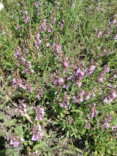 The image displays a close-up view of a patch of wild vegetation, predominantly featuring small purple flowers and green, serrated leaves. The plants are densely packed, with some dry grass stalks interspersed among them. The ground visible beneath the foliage appears to be dry, dark earth with some scattered debris. The lighting suggests an outdoor, sunny environment. The image captures a natural, uncultivated scene, typical of a rural or undeveloped area. No people, man-made objects, or specific landmarks are visible. The scene is one of natural flora in what could be a field or roadside verge. The context of Ananiv, Ukraine, suggests this is a depiction of local plant life in that region.