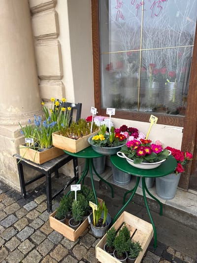 A street-level view in Znojmo, Czechia, depicts a flower shop's outdoor display setup. The foreground features a cobblestone sidewalk composed of various shades of grey and brown stones. Against a light beige building facade with a prominent classical column and rectangular stone relief details, a collection of plants and flowers is arranged.

On the left, a weathered black wooden stool supports a light wooden crate containing potted blue muscari and yellow daffodils, each with a white price tag. To its right, another wooden crate holds multiple potted plant bulbs. Two round, dark green metal bistro tables with curved tripod bases are positioned in front of the window. The left table holds a shallow metal bowl containing yellow and green primroses, along with other small potted plants. The right table presents a white enamel-coated metal bowl filled with vibrant pink and yellow primroses, flanked by galvanized metal buckets holding red roses. Smaller evergreen shrubs in plastic pots are displayed in wooden crates at ground level, with additional potted bulbs in galvanized buckets. White and yellow price tags, some indicating prices in Czech Koruna (Kč), are visible throughout the display.

Behind the outdoor arrangements is a large, multi-paned window with a dark brown wooden frame and thin brass cross-dividers. Handwritten pink text on the window glass includes numbers like "930" and "13," possibly indicating store hours. Through the slightly fogged lower portion of the window, multiple vases containing red roses and bundles of white decorative branches are visible as part of the interior display. The scene is devoid of people.