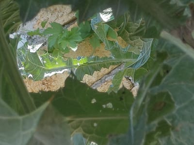 The image is a close-up, slightly blurry photograph of green plant leaves and soil. The foliage appears to be a mix of broad leaves with prominent veins and smaller, more delicate leaves. Some of the larger leaves have holes or imperfections. The soil visible between the leaves is light brown and sandy. The lighting suggests an outdoor environment, possibly in daylight, with some areas of bright illumination on the leaves. The scene is consistent with a garden or natural outdoor setting. The provided context of Marynivka, Ukraine, indicates this photograph was taken in that specific geographical location. There are no people or specific actions depicted in the image, focusing solely on the natural elements of plants and soil.
