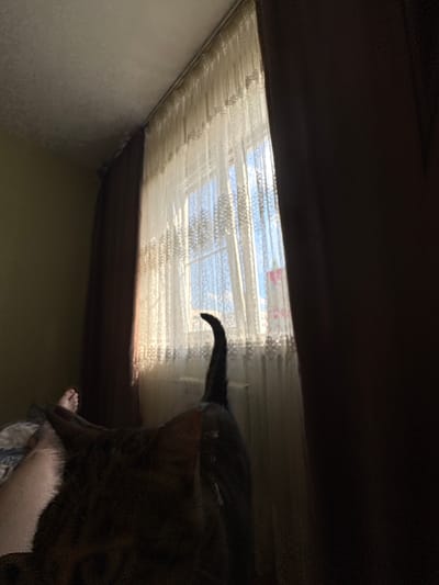 In this dimly lit indoor scene, a dark-furred cat is partially visible, with its tail curled upwards and its back facing the viewer. A person's foot is also visible in the lower right corner, peeking out from under the cat. The cat is positioned near a window that is covered by a white, patterned sheer curtain. Through the curtain, a bright blue sky with some clouds is visible, suggesting it is daytime, possibly late morning or early afternoon. The window appears to be a skylight, angled towards the ceiling, as indicated by the perspective. The room itself is dark, with the only significant light source being the window. The overall impression is of a relaxed, domestic setting, perhaps a bedroom or living room, where the cat is comfortably lounging. The location is Kamensk-Uralsky, Russia, but there are no specific visual cues to confirm this.