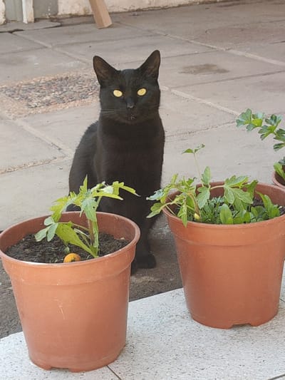 A medium shot depicts a black cat with yellow eyes seated behind two brown plastic plant pots. The pots contain green plants, and one pot has a small orange object near the base of the plant. The setting appears to be an outdoor tiled patio or terrace, with a light-colored tiled floor. A section of what may be a concrete wall is visible in the background. The image was taken in Puente Alto, Chile.