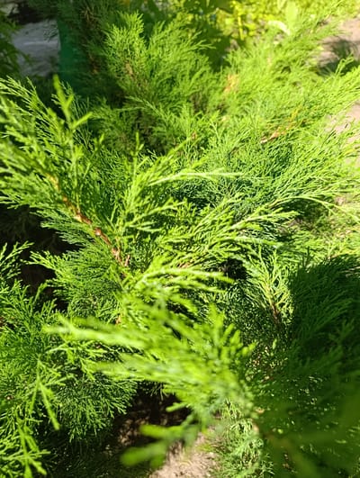 The image shows a close-up view of bright green evergreen foliage, likely from a cypress or cedar tree, with some branches and needles in sharp focus and others softly blurred. Sunlight casts shadows on the textured surface of the leaves. The background is out of focus, revealing hints of soil and possibly other plants or structures. There are no people or animals visible in the image. The scene is likely outdoors in a garden or park setting.