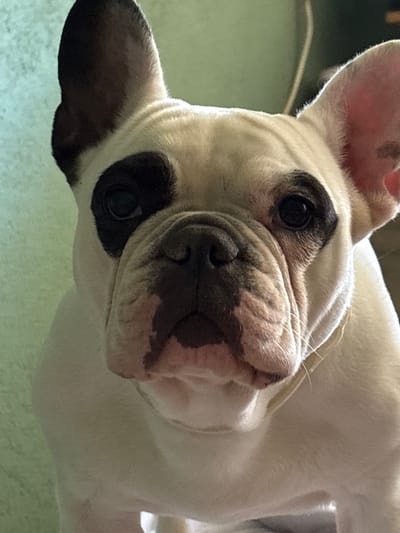 A close-up photograph depicts a white French Bulldog with black markings around its eyes. The dog is tilted, facing the viewer with its snout and eyes prominent. The background appears to be a soft green surface. There is no indication of the city of Kolarovo, Bulgaria, in the image.