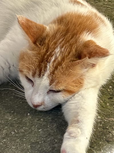 A close-up, eye-level shot shows an orange and white cat lying on a textured, gray surface, likely concrete, in Krumovo, Bulgaria. The cat is sleeping with its eyes closed. Its head is tilted, with the orange fur concentrated on its ears and the top of its head, blending into the white fur of its face and body. The cat's whiskers are visible, extending outward from its muzzle. The ground is speckled with small, light-colored debris. The lighting suggests it is daytime.