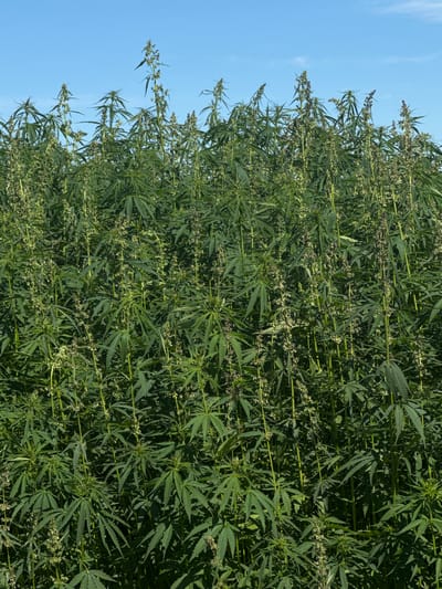 The image depicts a dense field of cannabis plants under a clear blue sky. The plants are tall and leafy, with visible flowers or seed heads on some of the stalks. There are no people, structures, or urban elements present in the scene. The environment appears to be rural or agricultural. There is no information within the image to suggest a specific location in Zūras, Latvia.