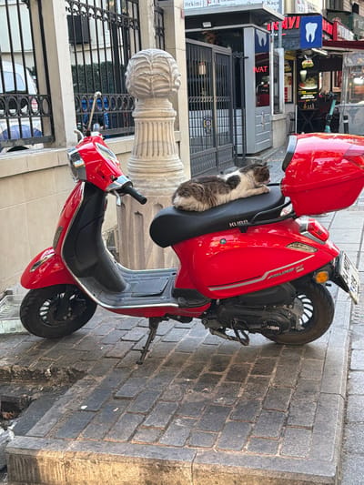 A gray and white cat is resting on the black seat of a red scooter parked on a cobblestone sidewalk in Üsküdar, Turkey. The scooter has a red storage box on the back. In the background, there is a building with a dental clinic sign and a small kiosk. A metal fence and a decorative stone pillar are to the left of the scooter.