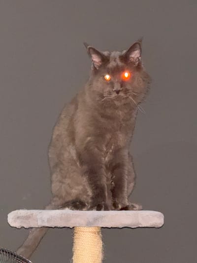 A dark gray, long-haired cat with bright orange eyes sits on a plush cat tree platform. The cat is facing forward, and its fur appears slightly tousled. The background is a plain, dark gray wall. The cat tree platform is covered in a soft, light gray fabric, and a scratching post made of natural fiber rope is visible below it. There are no people or other animals present in the image. The lighting is dim, causing the cat's eyes to reflect brightly. The photograph was taken in a domestic setting, likely indoors. The location is not discernible from the image.