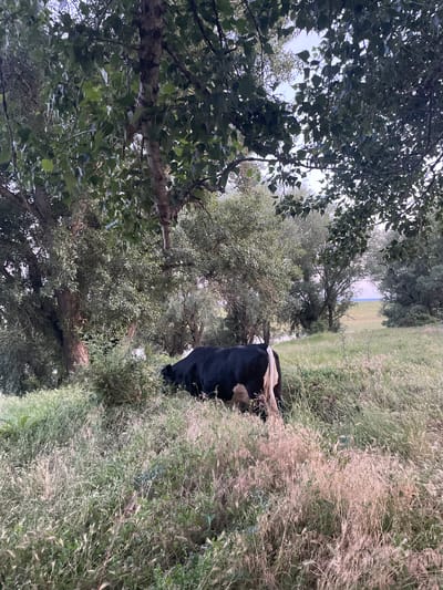 A black and white cow stands in a grassy field under the shade of trees. The cow's back is turned to the camera, revealing its hindquarters and tail. The field is covered in tall, dry grass and some green brush. The background shows more trees and a distant open field. The scene is set in Coșnița, Moldova.