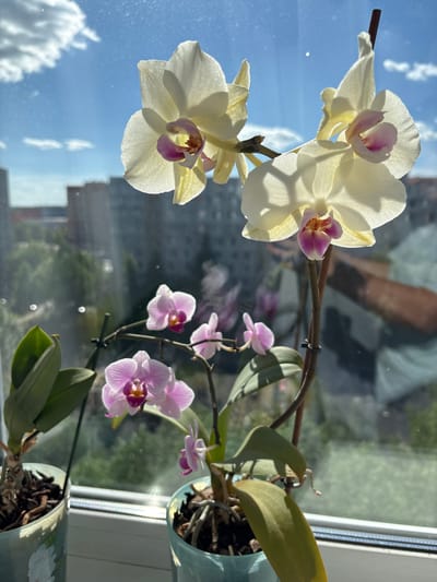 An indoor orchid plant with white and pink flowers is displayed on a windowsill, with a blurred urban landscape visible through the window. The background shows buildings and trees under a blue sky with scattered clouds. The orchid blooms are lit by sunlight, creating a translucent effect on the petals. The image is taken from a slightly low angle, focusing on the flowers and their stems. Two potted orchids are visible, one with white blooms and another with smaller pink flowers. The pots are light blue and have decorative patterns. The windowsill is white, and a portion of the window frame is also visible. The overall impression is that of a domestic scene with natural elements set against an urban backdrop. The location is identified as Noginsk, Russia.