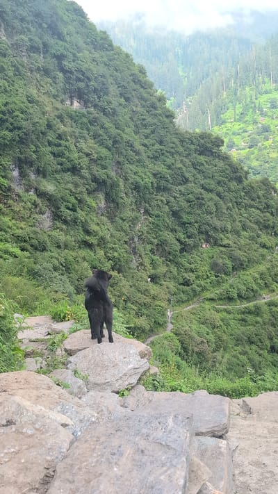 A black dog stands on a large rock, facing away from the camera, looking out at a steep, lush green mountain slope. The slope is covered in dense vegetation, with a winding path visible snaking its way up the mountainside. A few small figures can be seen walking on the path, and several small buildings are nestled into the greenery. The sky above is overcast with fog. The foreground consists of large, rough-hewn rocks, suggesting a rugged, natural terrain. The scene appears to be in a remote, mountainous area, possibly the Himalayas, given the mention of Malana, India.