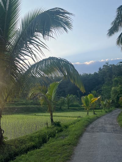 This image captures a rural scene in Tetebatu, Indonesia, likely at sunrise or sunset given the soft lighting and angled sunbeams piercing through the clouds. A paved, somewhat worn path curves through the frame on the right, bordered by lush green grass and vegetation. To the left of the path lies a vibrant green rice paddy, meticulously terraced and reflecting the sky. In the foreground, large palm fronds dominate the left side, with their feathery leaves reaching out towards the camera and the sky. Several smaller palm trees are scattered throughout the scene, particularly near the rice paddy. The background is filled with a dense, dark green forest that slopes upwards, meeting a pale blue sky streaked with wispy, illuminated clouds. No people or animals are visible in the image.