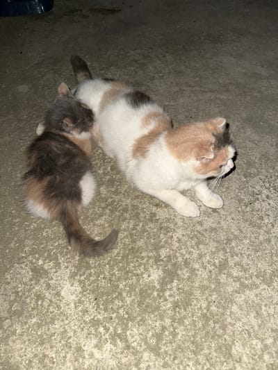 In the provided image, two young cats are captured from a high angle, resting on a rough, grey concrete surface. The larger cat, positioned towards the top left of the frame, is predominantly white with patches of light brown and grey. It appears to be lying on its side, with its head tilted upwards and its mouth slightly open, revealing its whiskers. Its paws are splayed out.
Beneath the larger cat, closer to the bottom center of the image, a smaller kitten is curled up. This kitten exhibits a calico pattern with a mix of grey, white, and some lighter brown or orange fur. Its fur appears fluffy, and its tail, which is curved and bushy, extends towards the right side of the frame. The kitten seems to be nestled against the larger cat, possibly nursing or resting.
The lighting in the image suggests it was taken outdoors, possibly at dusk or dawn, given the shadows cast on the concrete and the overall illumination. The concrete ground is textured and appears somewhat worn. There is no visible text in the image. The setting appears to be a simple, outdoor area, perhaps a yard or alleyway in Subutli-Miatli, Russia. The scene evokes a sense of quiet rest and companionship between the two felines.